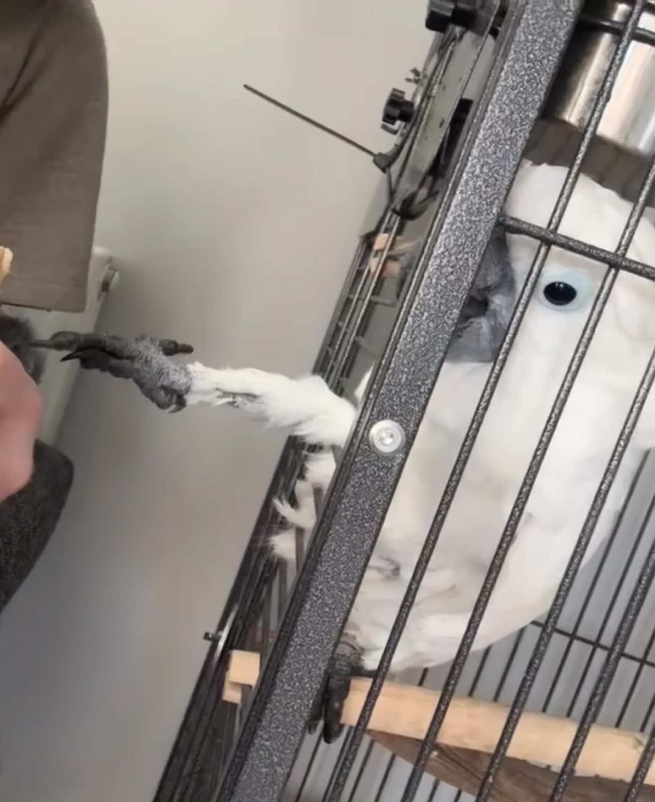 GIVE ME A BITE OF THAT SANDWICH NOW 😄 the little grip at the end 🦞#cockatoo #parrot #funnytiktok 