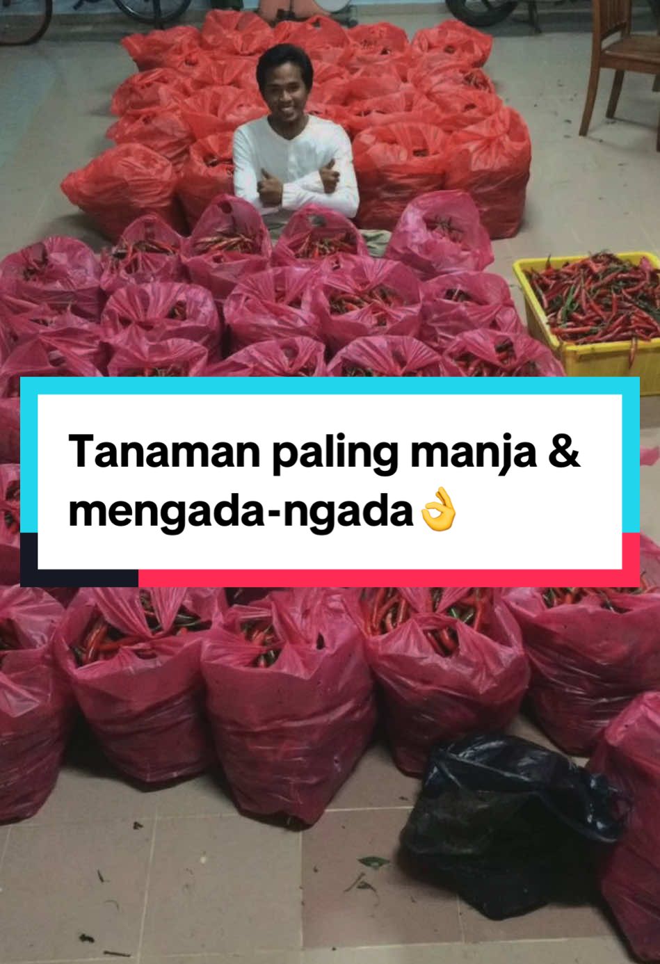 Tanaman paling manja & mengada-ngada🌶️ 🌶️ #faraorganic #kebunbandar #cili #tanamsendiri #tipstanaman #PlantTok