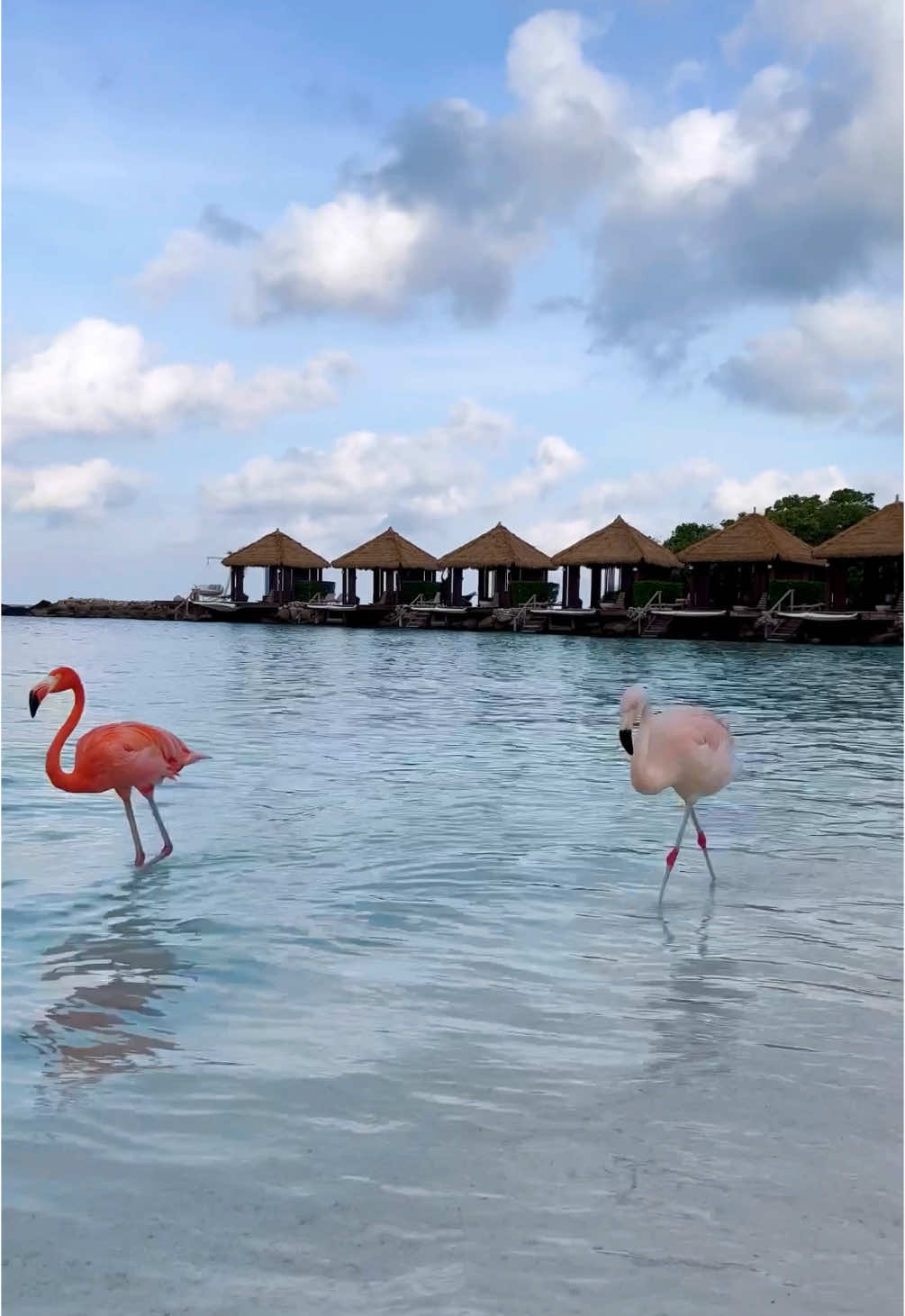 Dream beach 🏝️🦩🇦🇼 #aruba #dream #beautifuldestinations #flamingo #flamingobeach #pinkflamingo #birdslove #flamantrose #plage #paradise #sea #caribbean #caribe #traveltok #bucketlisttravel #traveldiaries #pink #frypgシ #calm #voyage 