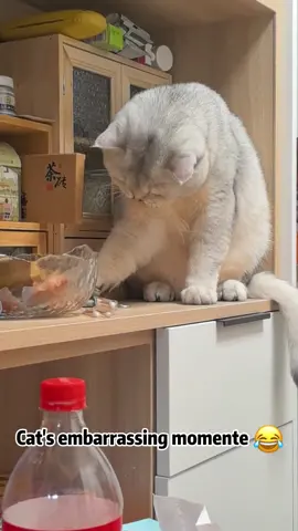 Cats  embarrassing momente#usa🇺🇸 #cat #catsoftiktok #funny #funnyvideos #pet 