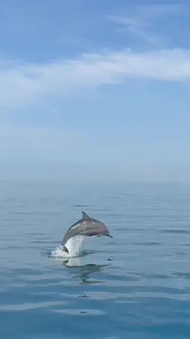 Seeing dolphins teach their babies how to jump today in Lovina. One of the most special moments in #bali so far! #lovinabeach #lovinadolphins #dolphins #introtravel 