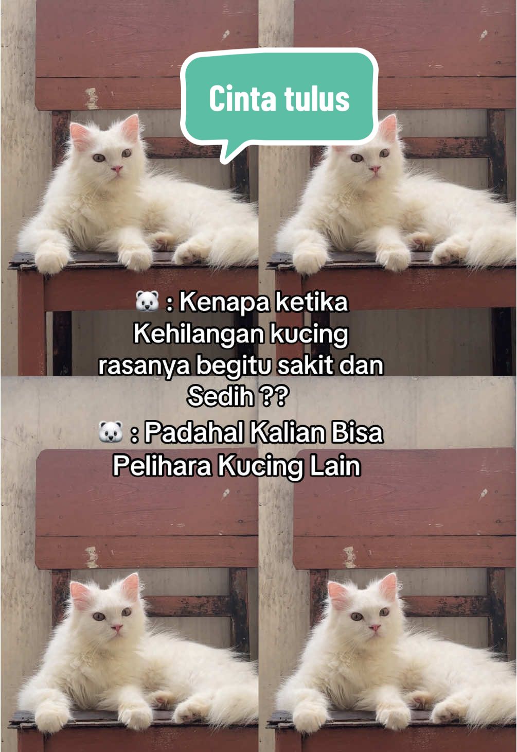 Kenapa Seekor kucing bisa begitu berarti ? #fyp #kucing #kucingtiktok #kucinglucu #kucinglucuimut #kucinglucubanget #kucinglucutiktok #kucingputih#kucingkusayang#kucinggemoy #kucingviral #kucingpinter#kucingmanis #kucingpersia #viravideo #tiktokvideo  