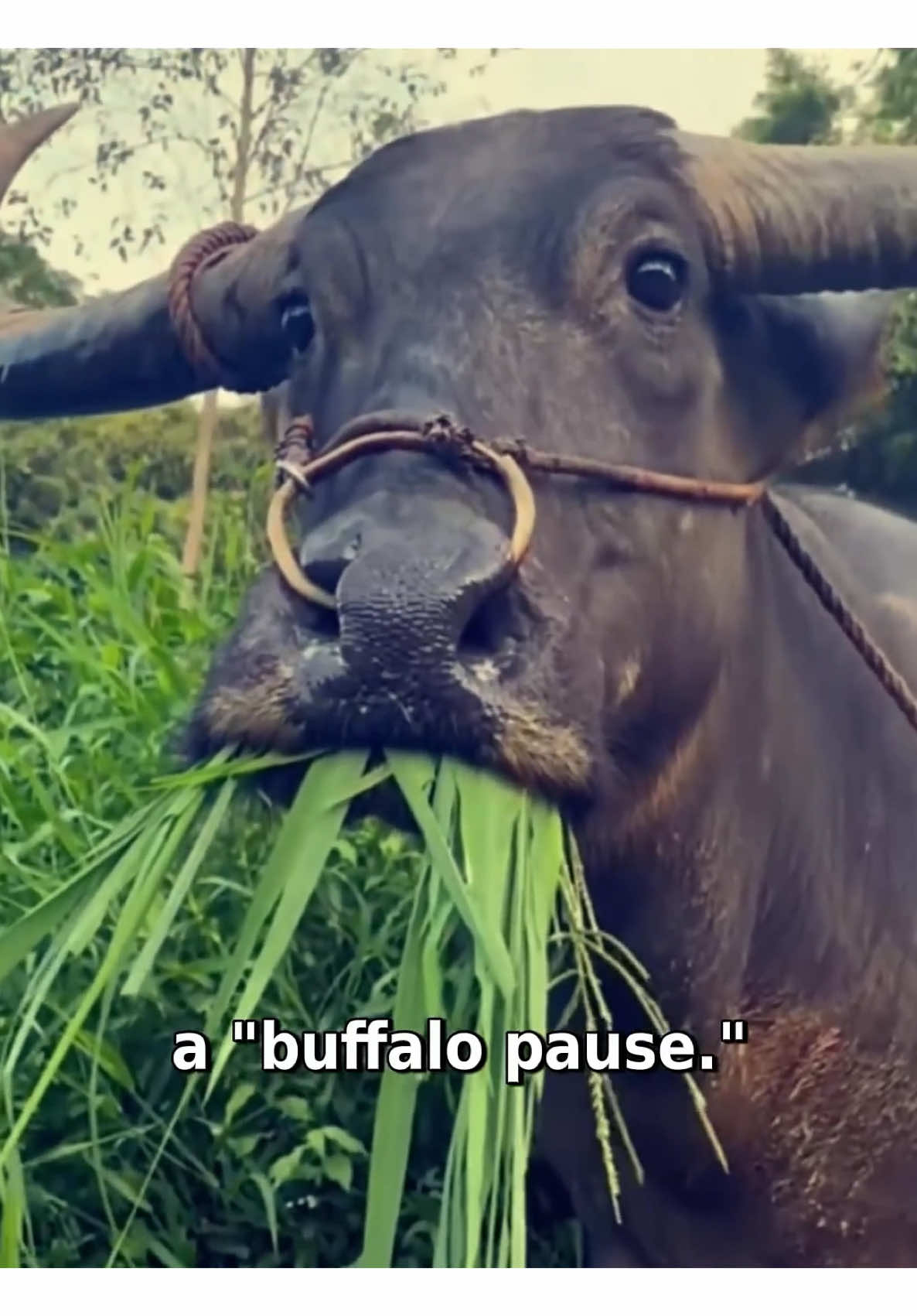 Curious Behavior: Uncover Why Buffalo Suddenly Pause Mid-Meal! 🐃🍴 #WildlifeWonder #NatureMysteries #AnimalBehavior