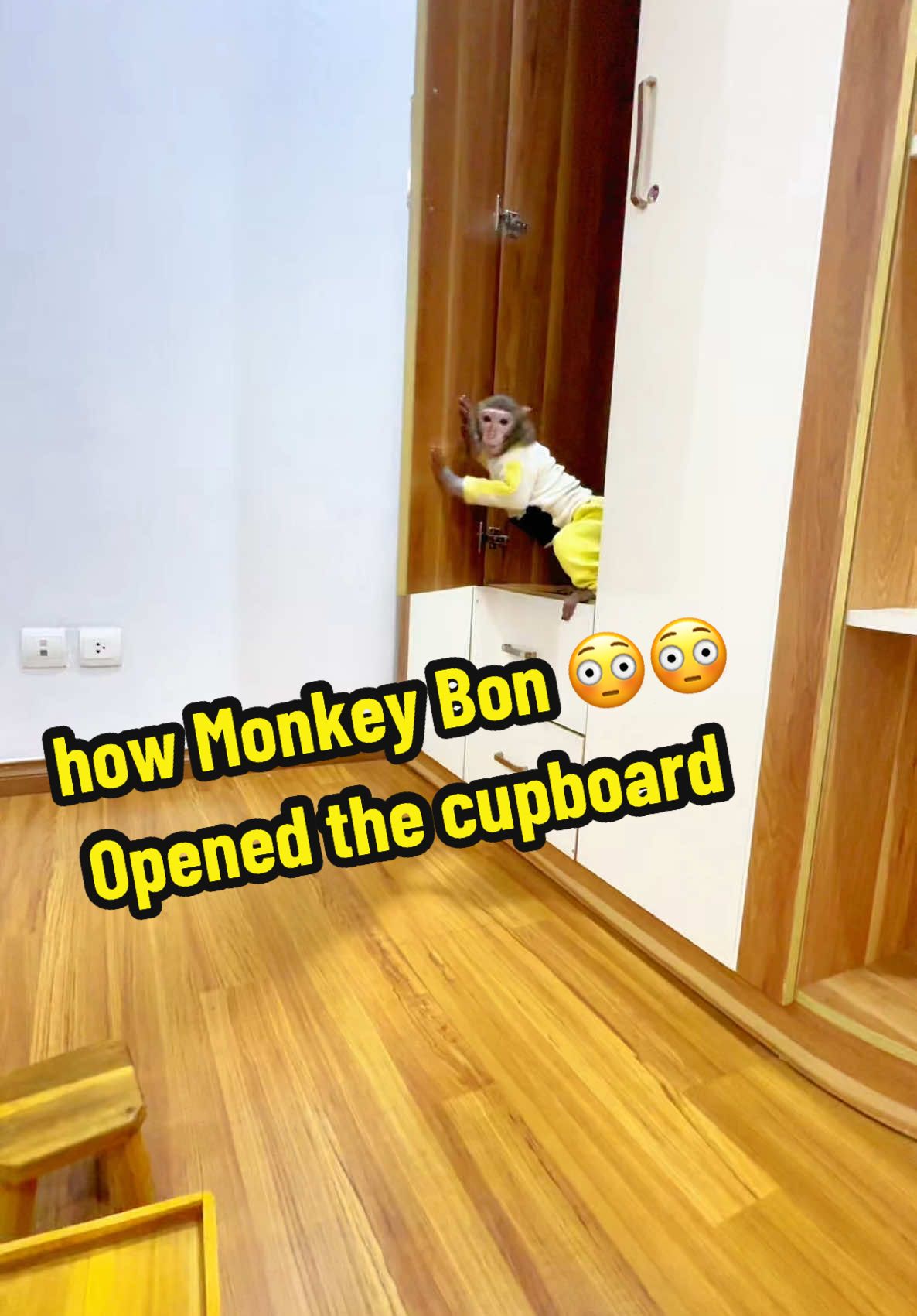 Thử thách khỉ Bon mở tủ lấy đồ #monkey #monkeycute #monkeybonbon #monkeyfamily #monkeyfunny #monkeysmart #khỉ #khỉthôngminh #dongvat #thucung 