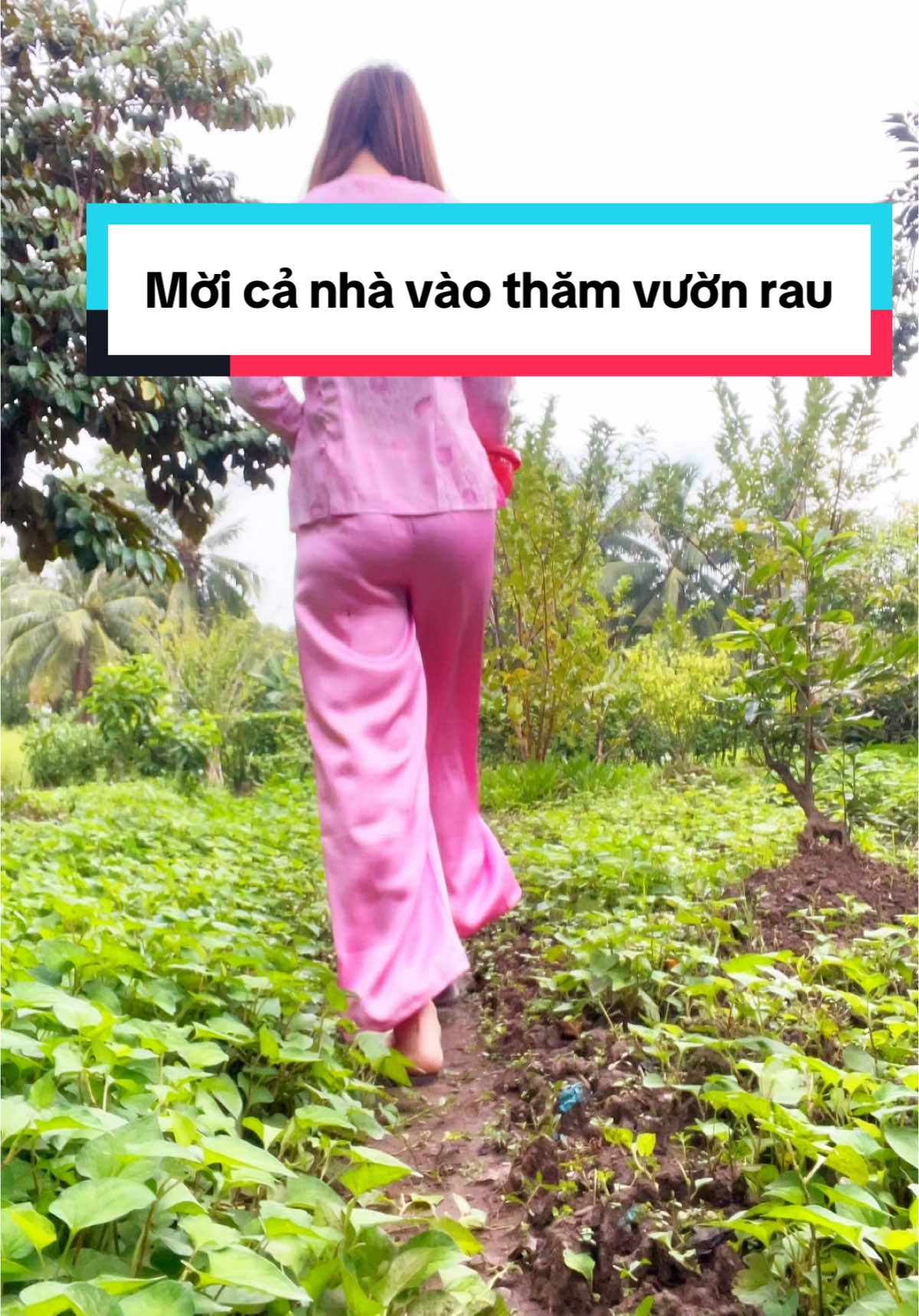 Có ai muốn hái rau cùng em không ạ🥰🥰 Mời cả nhà vào thăm vườn rau#m#mientayquetoix#xuhuongtiktok2024