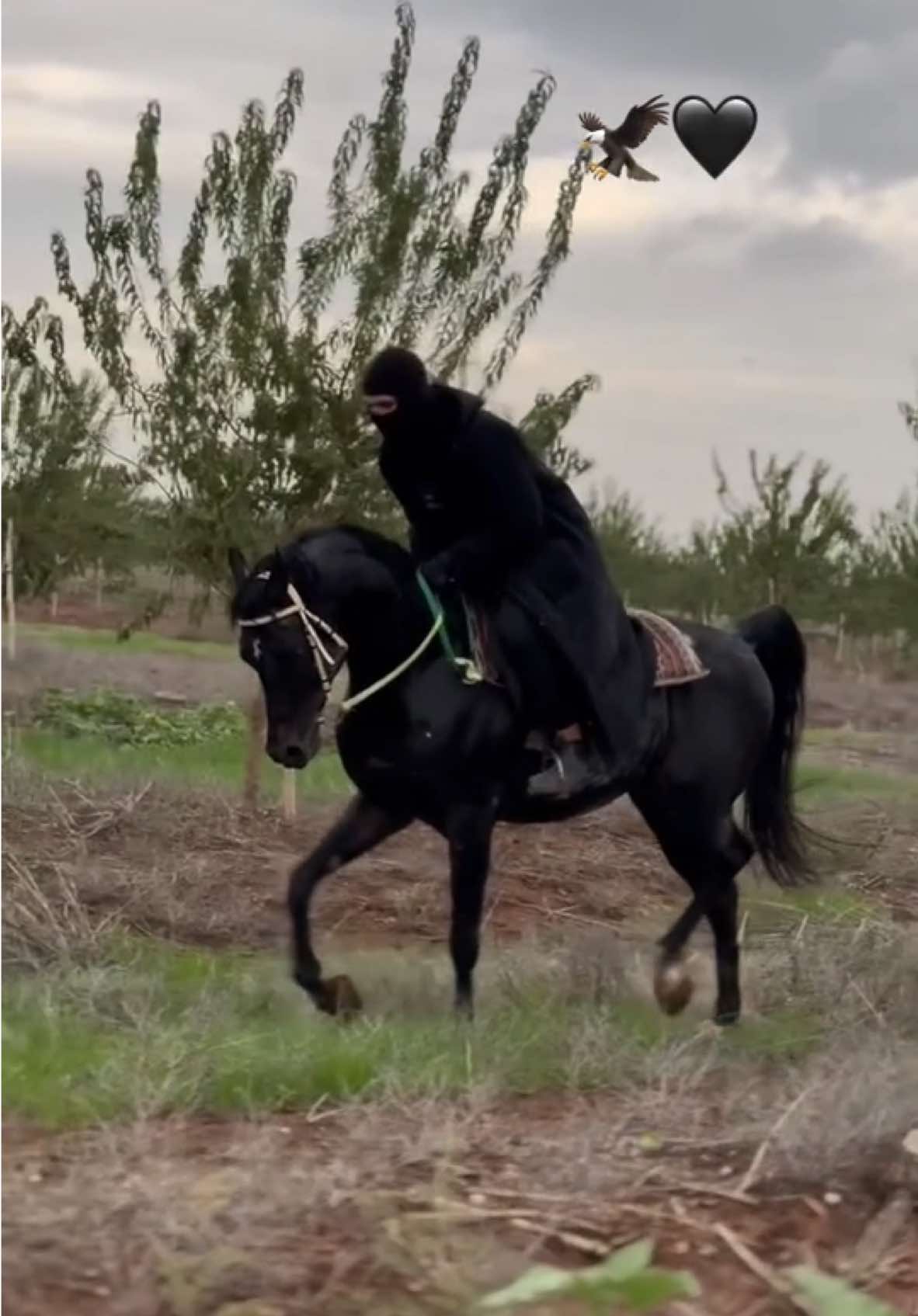 #🦅🖤 #ماشاءالله_تبارك_الله_اذكروا_الله #خيل_وخياله🐎 #خيول #خيل_عربي #الناصره_الشامخه👑🦅 #capcut #foryou #explore #اكسبلور #فوريو #الجامعه_العبرية #huji #الشعب_الصيني_ماله_حل😂😂 #القدس #غليص_ولد_رماح #دواس_الظلما #مالي_خلق_احط_هاشتاقات #สโลว์สมูท #สโลว์สมูท #สโลว์สมูท #สโลว์สมูท #الطيبه_المثلث #สปีดสโลว์ #สโลว์สมูท 