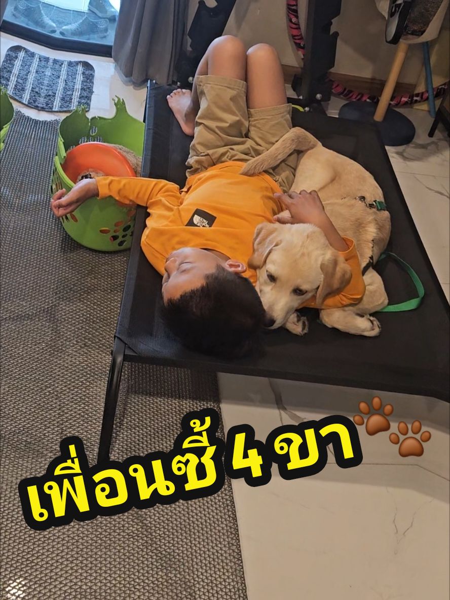 รักกันๆ เฮียนั่งไหนผมนั่งด้วยฮับ #Bubba #บั๊บบ้า #หมาน่ารัก #ลา#ลาบราดอร์หมาตลก #trend #puppy #dog #dogsoftiktok #labradorretriever 