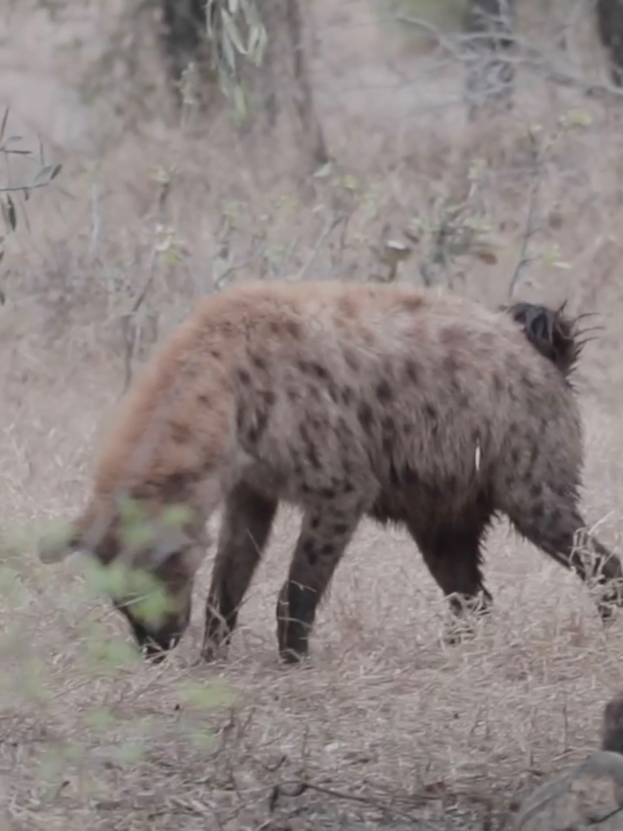 Chaos unfolds as hyenas feed on a giraffe carcass! 🐾 #wildanimals #southafrica #safari #africa #nature #hyena