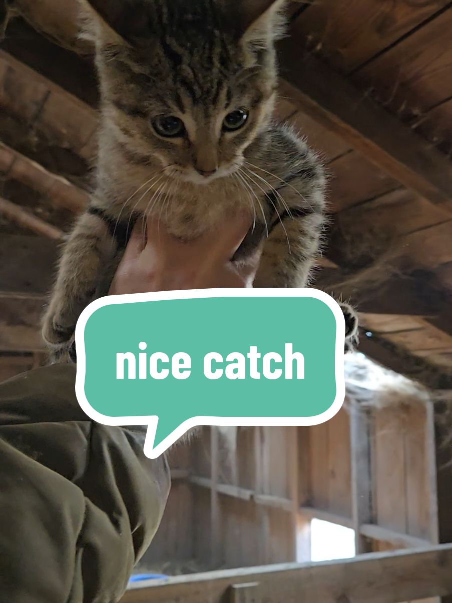 mom instincts on that grab at the end there were on point 🤘 #soup #soupseason #cat #cattok #catsoftiktok #barncat #kitten #kittentok #farm #homestead #chores #chickens #farmmanager #rescue 