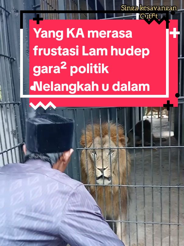 singa kesayangan cutfit KING gurun putih lestari @Ubaiyoenaneuk72  @GARDA GARANG AZAN @SANTRI GARANG #fypシ゚viral #videoterbaru #mualemgubernuraceh #alfarlakyBupatiAtim 