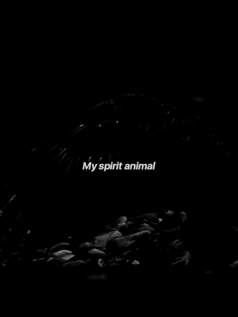 Eagle  #fyp #spiritanimal #edit #viralvideos #eblruso #fup #vibe #bw #music #virt #viral #eagle #aesthetic #fyp #edit #viral 