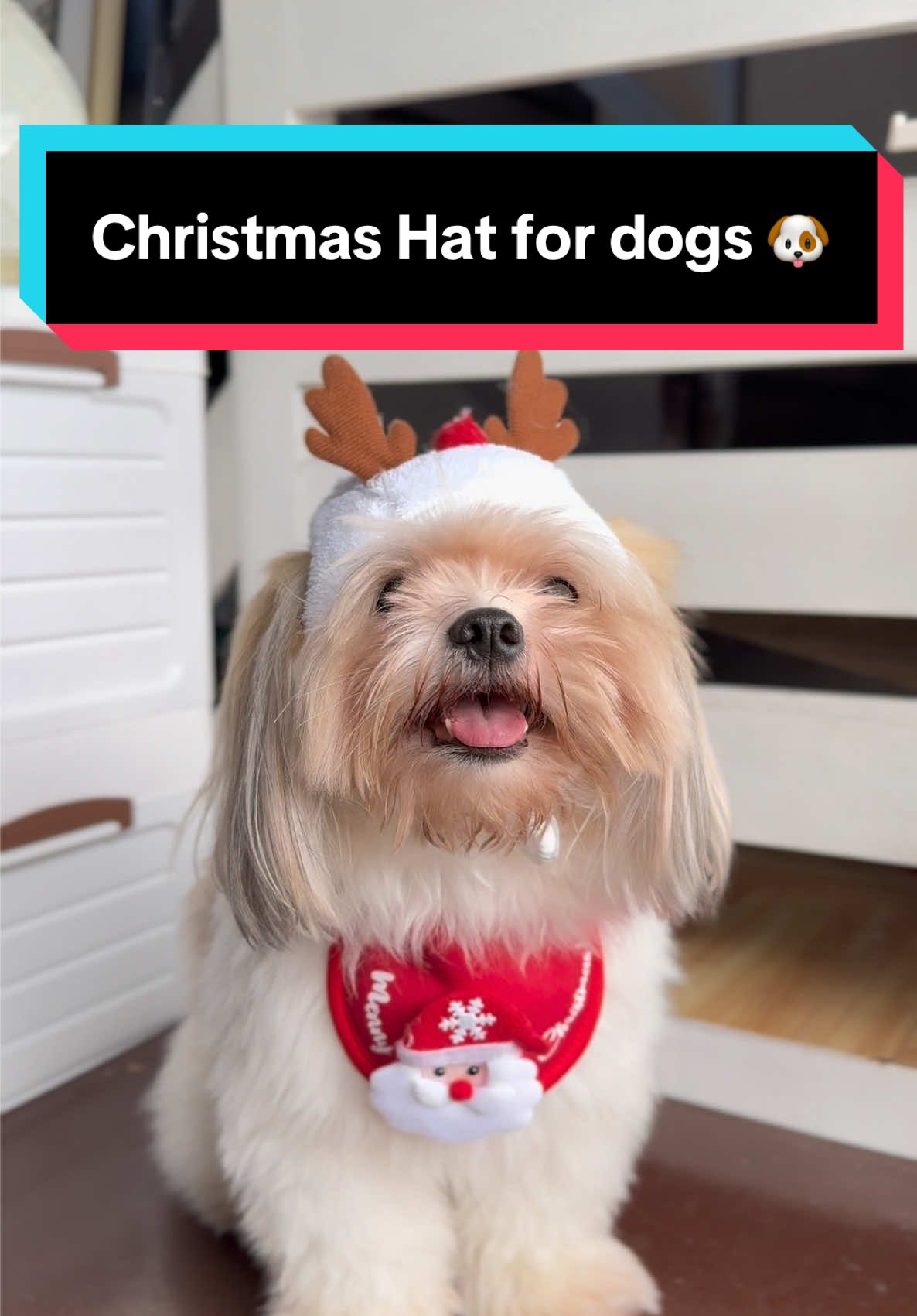 Replying to @Chico another cute design! 😍🦌 size small po gamit no baby, go get yours now 🥰 #dogsoftiktok #dogoutfit #christmasdog #dogchristmasoutfit #petchristmas #fyp 