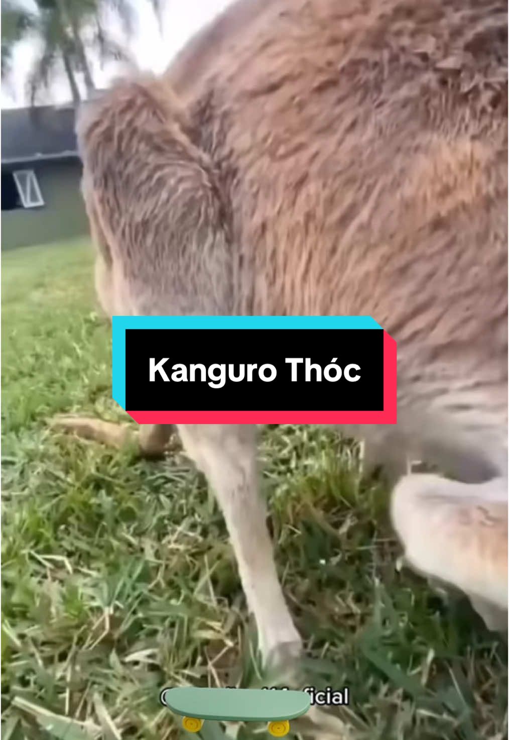 Kanguroo Thóc 