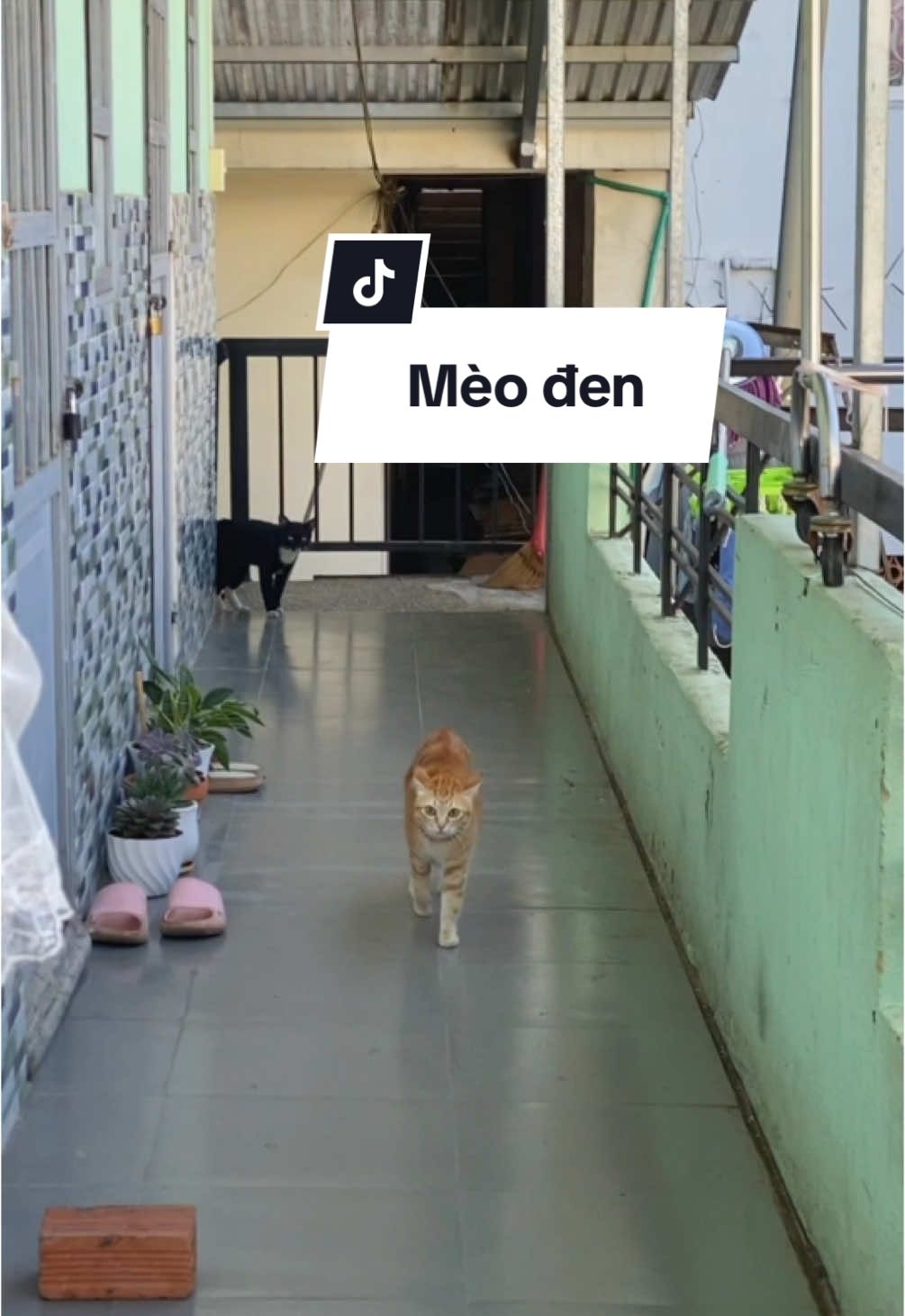 Mèo đen kìa mẹ oiiiiiii #hainguoihaimeo #cat #fyp #xuhuong 