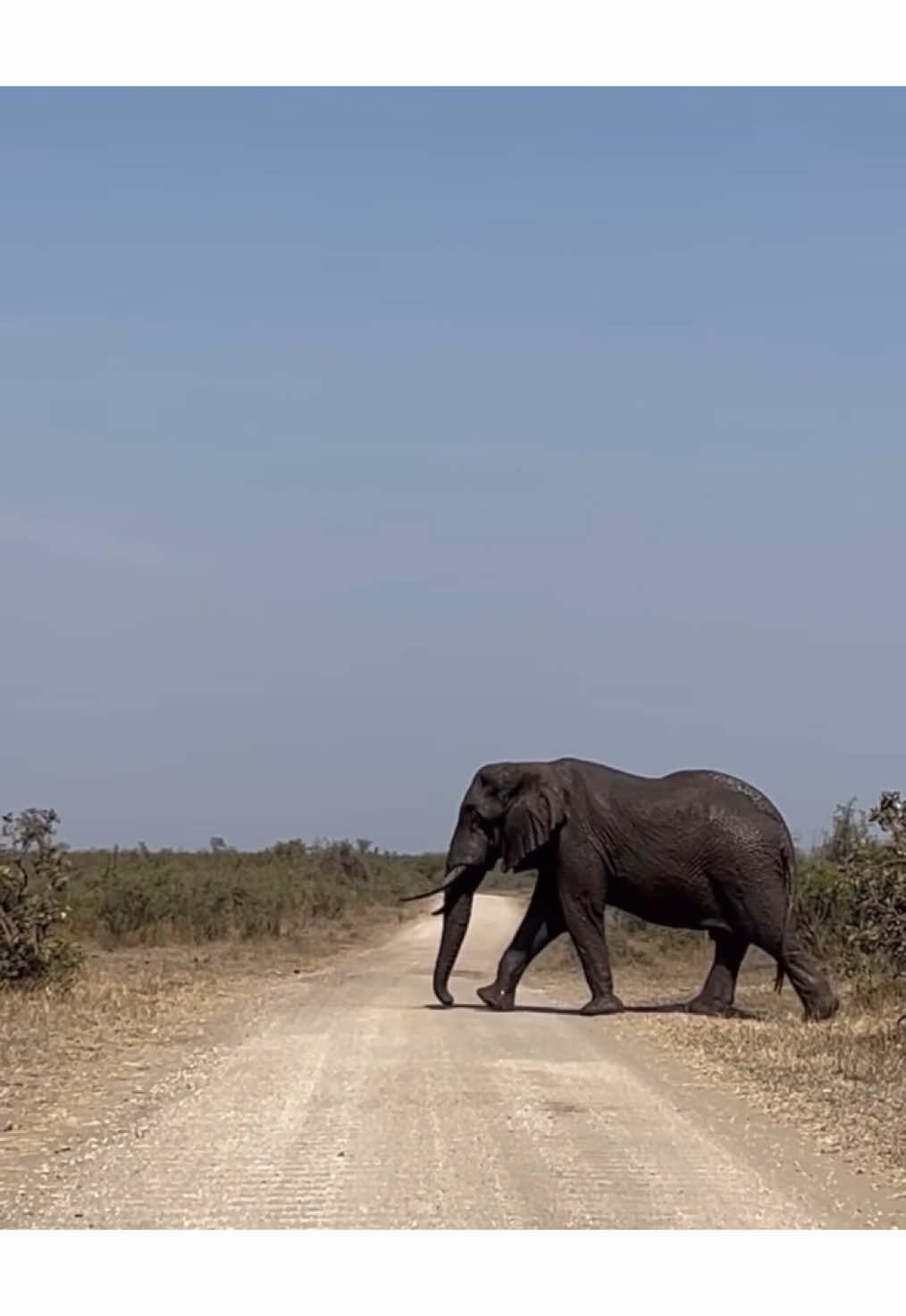 A massive Elephant returning from a mud bath 🩶🩶🐘 #nature #wildlife #africanwildlife #gamedrive #safari #elleafricasafaris #elleafricasafari #elephant 