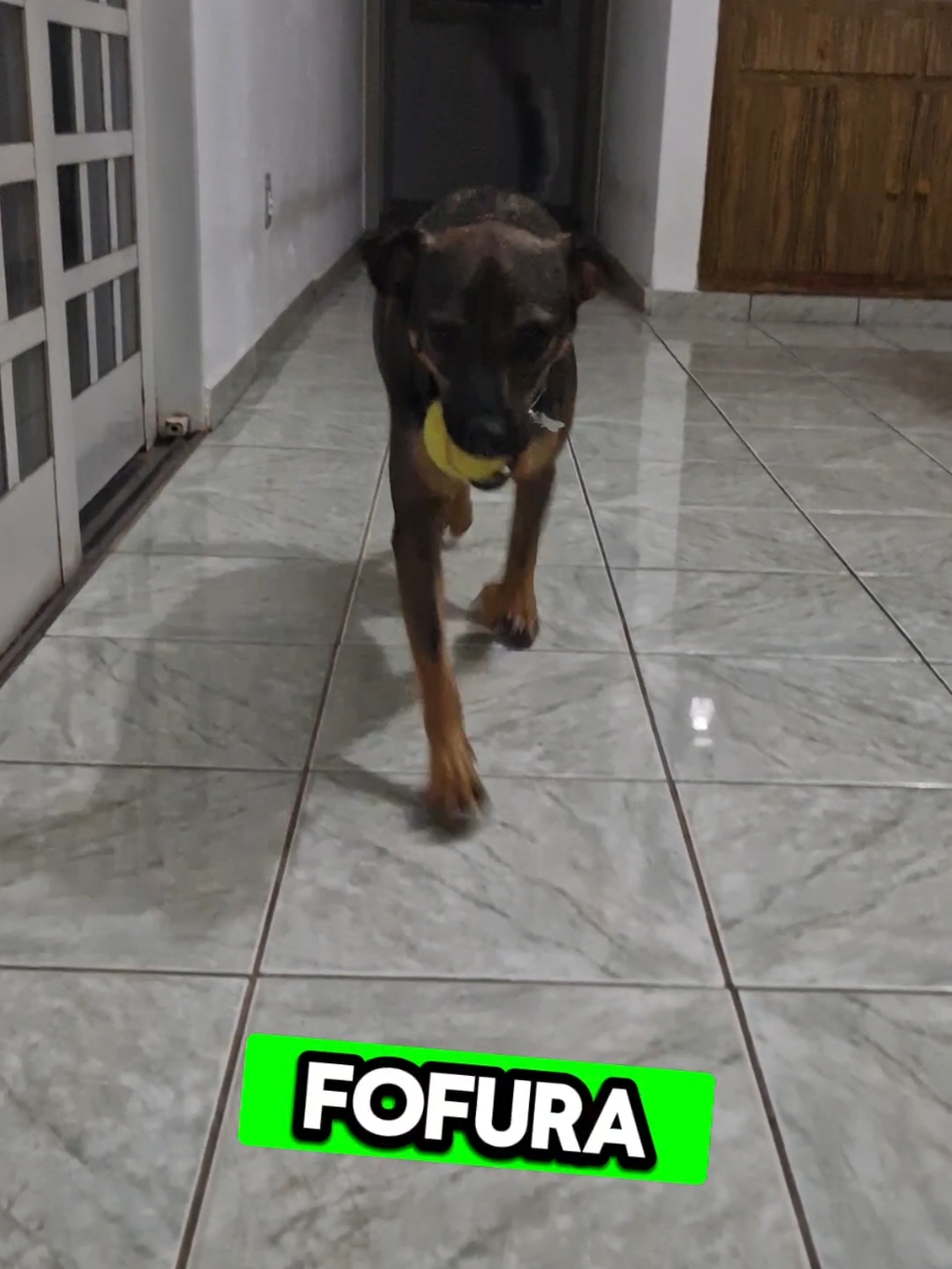 Meu cachorro brincando como sempre  #cachorros #cachorro #dog #petderua #vidadecao #viralata #caramelo #adestramento #cao #filhotedecachorro #cachorroviralata #cachorrofeliz #cachorromeme ##creatorsearchinsights 