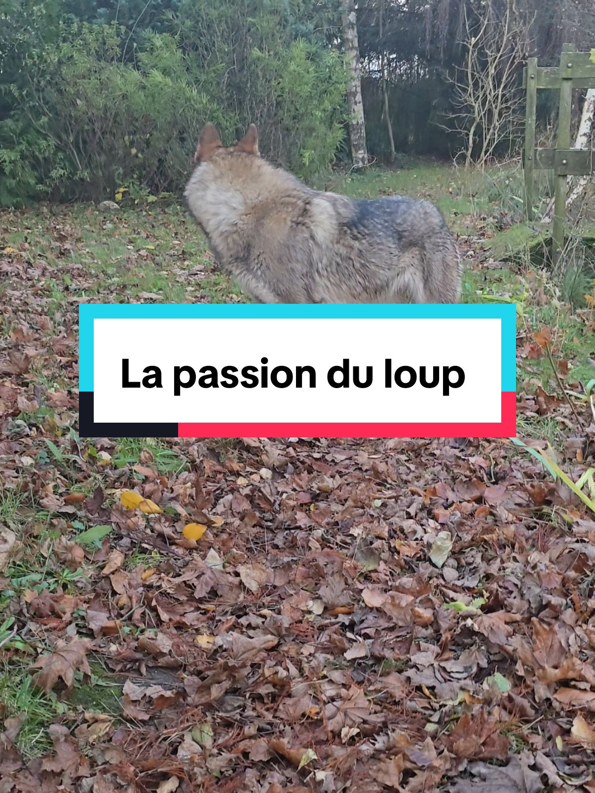 Dans la vidéo se sont des chiens loups. Mais leur fidélité et leurs gestion de meute est similaire à celle de leur adn loup. #wolf #wolfdog #animal #loup 