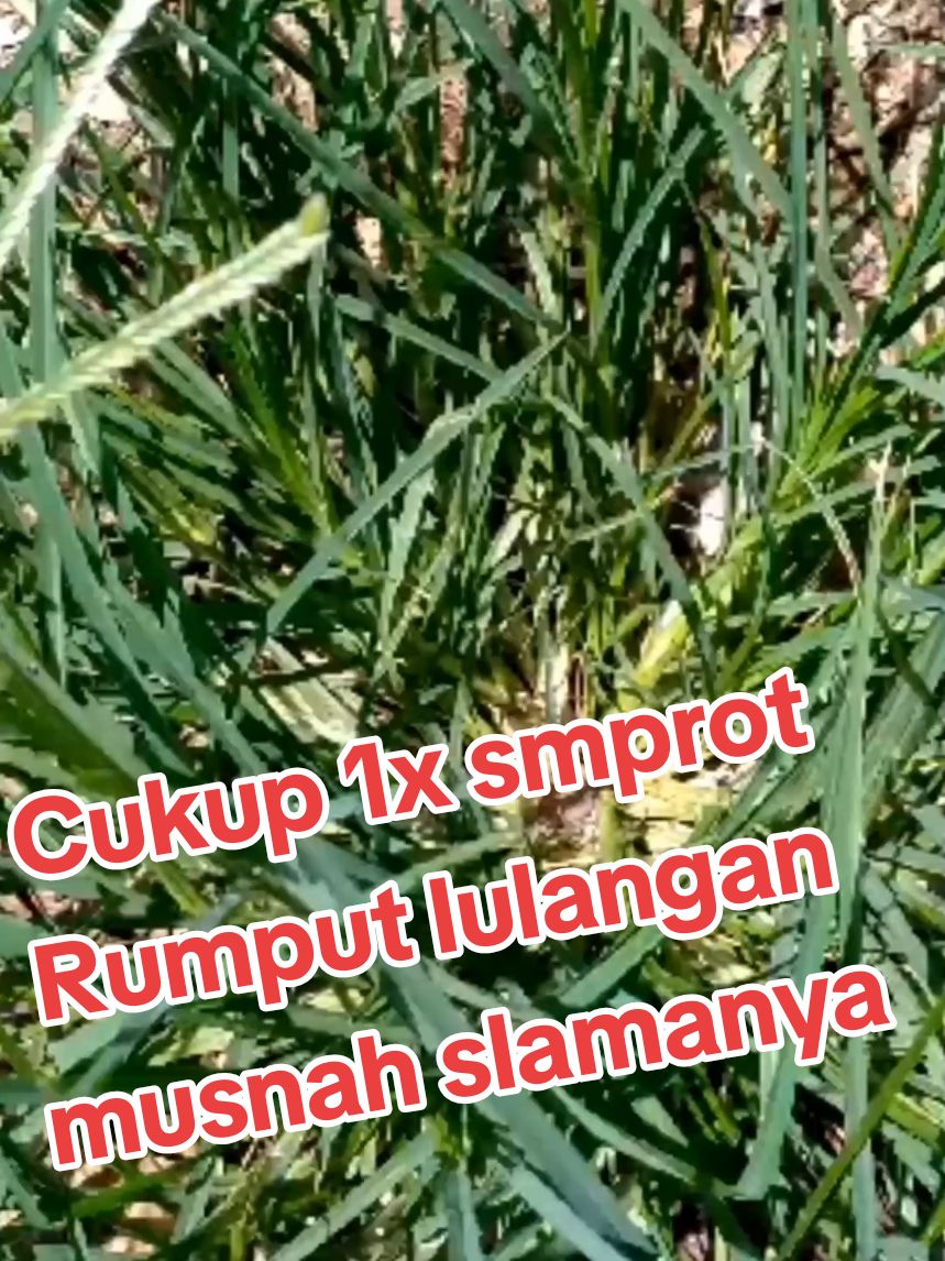 Rumput lulangan hancur lebur sampe akarnya cukup 1x smprot saja #racunrumput #racungulma #rumputlulangan 