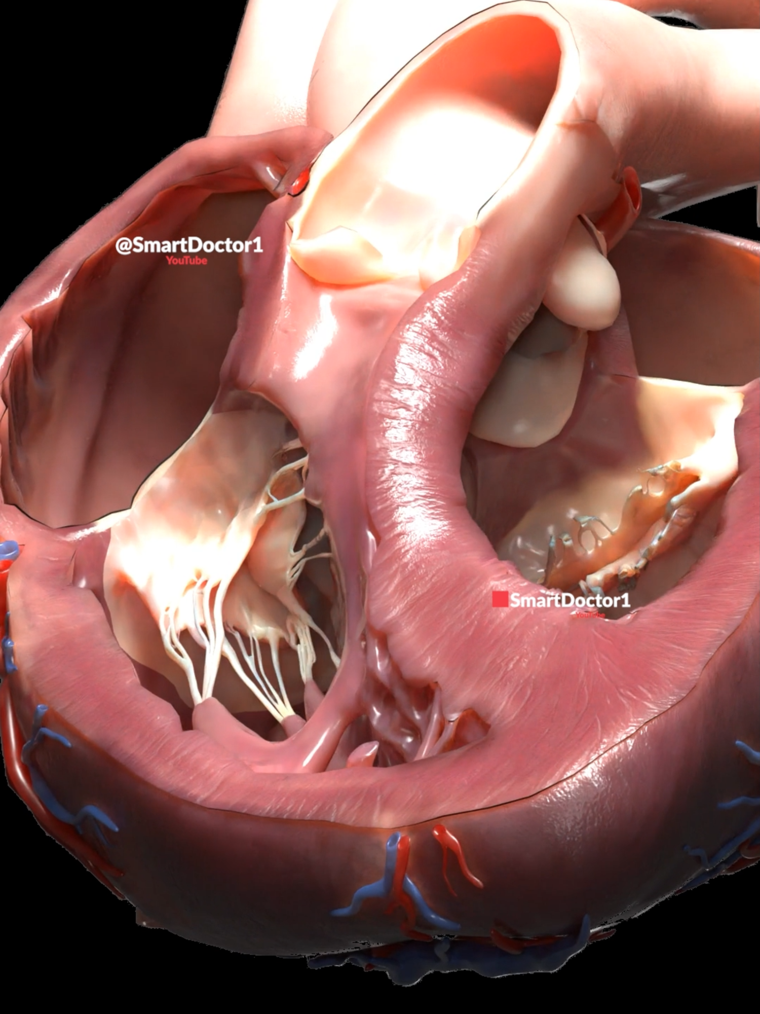 Human Heart Cross Section Anterior 🫀✨ . . . . #heart #heartcake #心臓 #coraçao #coração #coracao #cœur #심장 #हृदय #心 #قلب#anatomy #humaneyes #eyes #pregnant #pregancy #39weeks #baby #Childbirth #new_life #طفل #infant #ベイビー #베이비 #Infant #सन् #ولادة #赤ちゃん #毛伢子 #Bebé