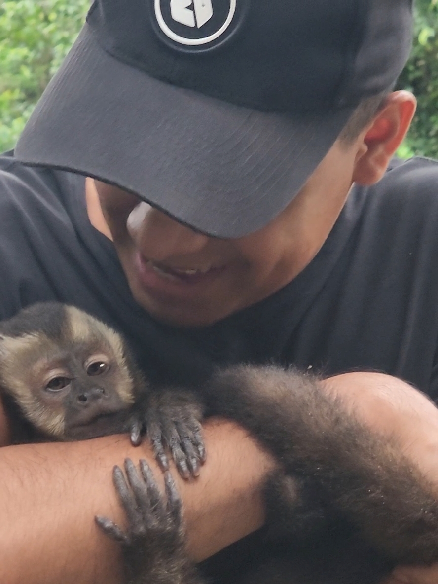 😭 Reencuentro 🥹 con mi  🐒 mono capuchino 🥰 #monos #monkey #amor #bebes 