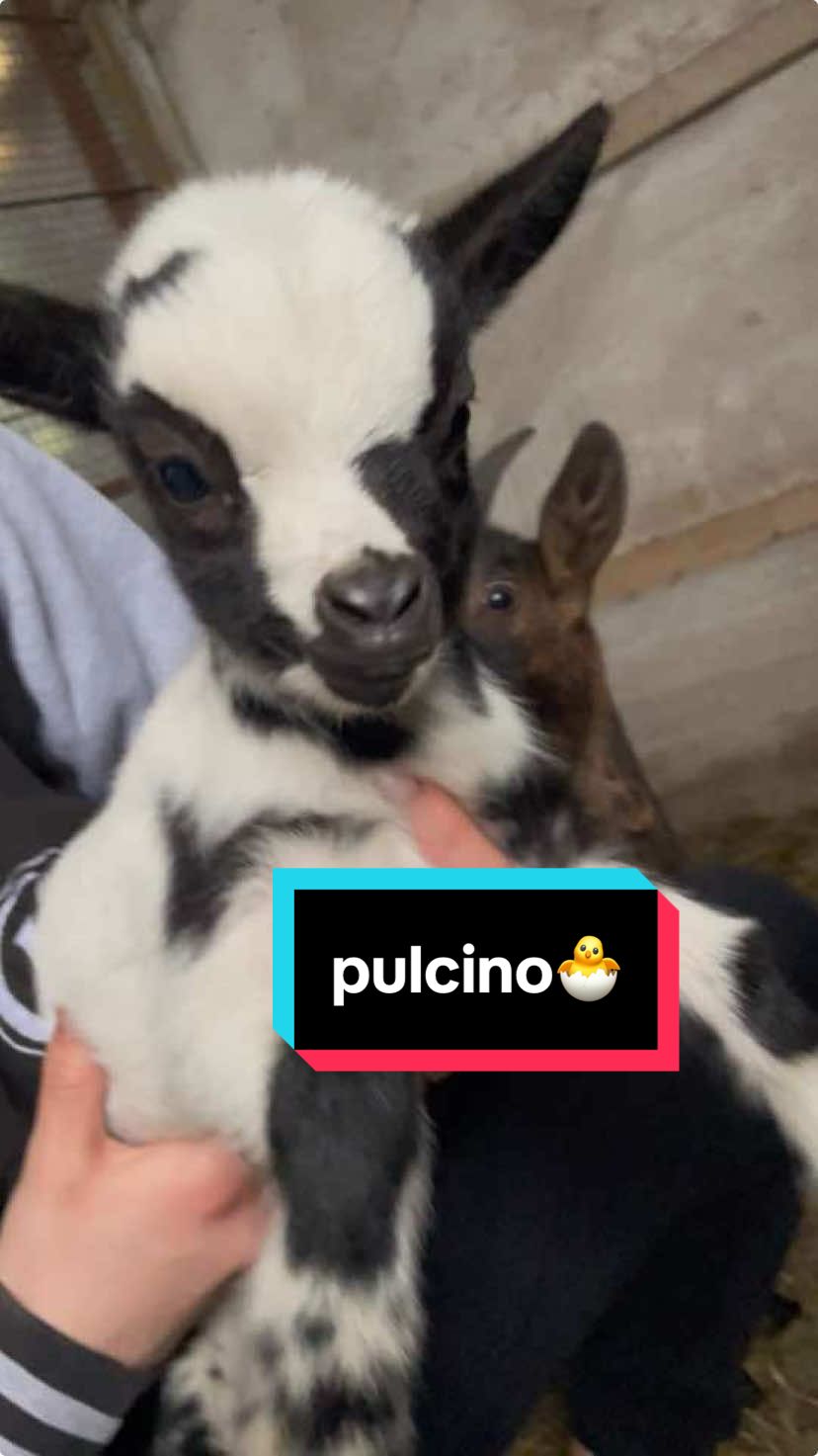 versi da PULCINO 🐣#blackandwhite #goats #capretti #goat #babygoat #foryou #tibetana #capretibetane #babygoatsoftiktok #babygoats #babygoatsjumping #caprettini 