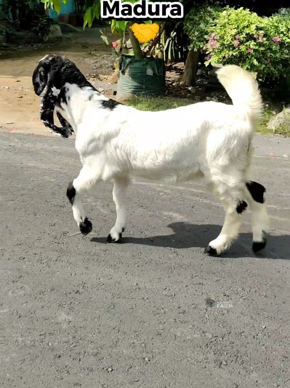 Semoga membawa berkah untuk juragan barumu le. #kambingetawa #kambing #kopastamafarm #SusuMyEtawa #susukambingetawa #breeding #fyp #CapCut