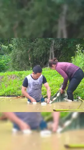 #Outdoors #harvest #fruit #garden #trendingvideo 