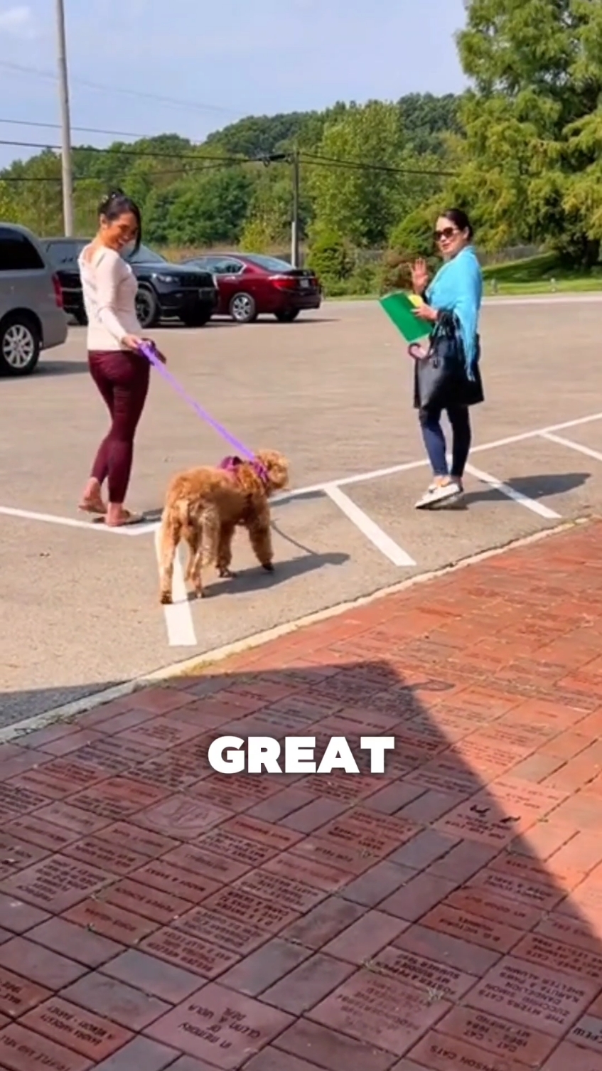 These dog's reactions of getting adopted awesome 🥺😍❤️ #dog #dogsoftiktok #doglovers #dogrescue #shelterdog #adoption #adopt #adoptme #emotional #hearttouching #heartwarming #wholesome #priceless #reaction #fyp 