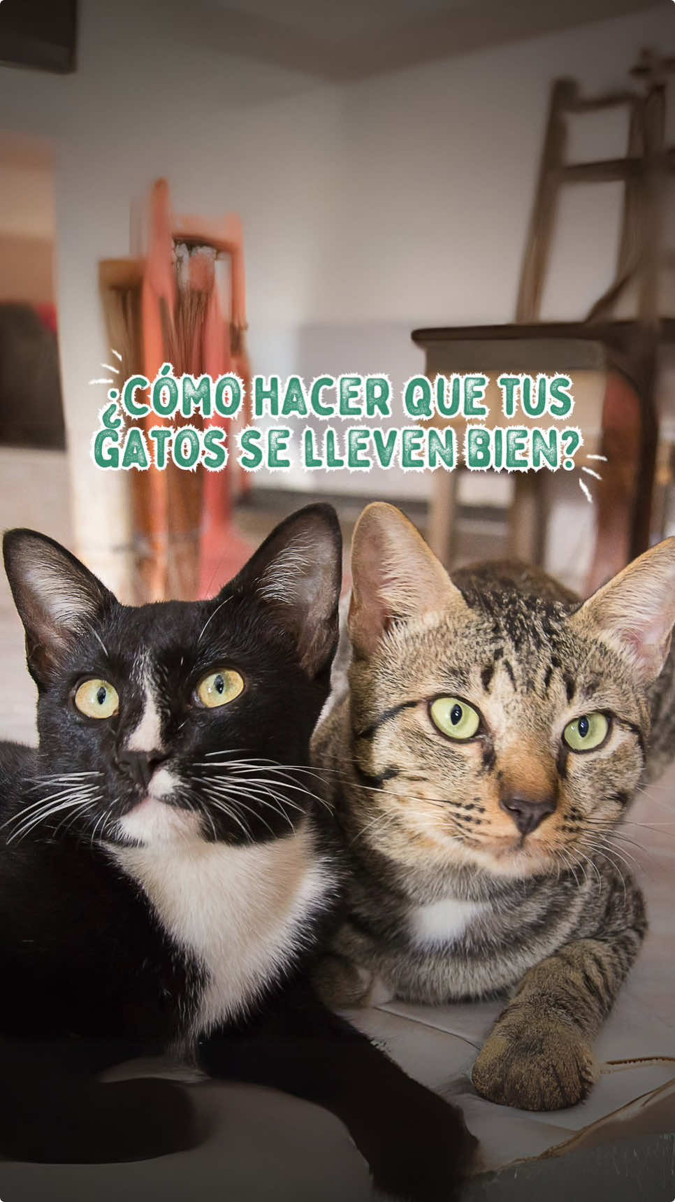 🐾🐱 ¿Cómo lograr que tus gatos se lleven bien cuando llega un nuevo integrante? 💛 La Presentaciones graduales y momentos positivos son clave, permite encuentros breves y asócialos con algo que ambos disfruten, como Churu. 🐾  Este snack irresistible libre de granos y hecho con ingredientes naturales. 🌟 ¡Perfecto para relajarlos y crear momentos de conexión únicos! 🎉 ¡Haz que la transición sea más fácil y armoniosa para tus gatos! 👉 Sigue a @/ludipek_pe en instagram y participa en el sorteo de un set de productos + un Litter Genie y una Cat Box navideña. #Ludipek #GatosFelices #CatLover #GatosPeru #GatosPeruanos #GatosDeInstagram #DelightingCatsAroundTheWorld #inaba #churu #churulovers