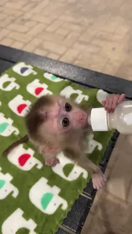 Adorable little monkey #monkeys #babymonkey #Love #monkeylife #animals #MonkeyLife #animallovers #funnyvideo #reels #monkeylove #funnyanimals #reelsfb #funny #shorts #monkey #reelsviral #thebestfunny #Monkeyreels #videosfunny #babylove 