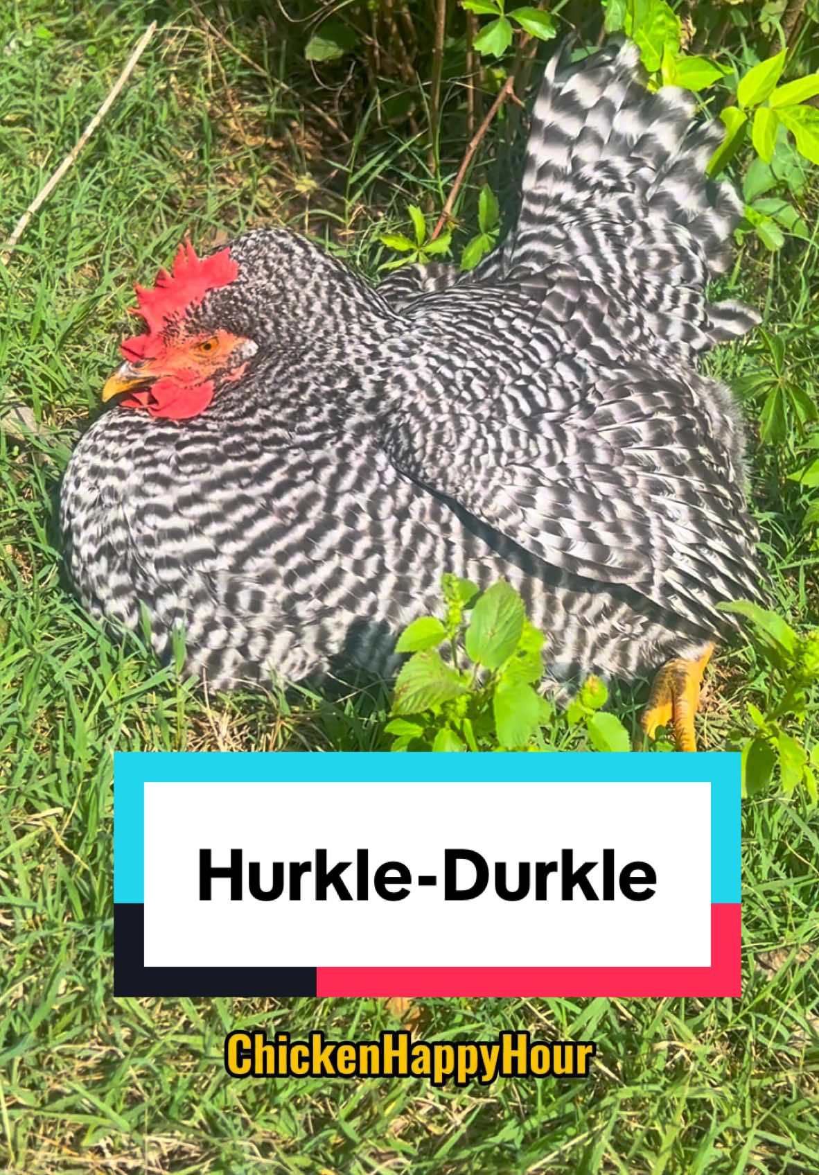 Chickens love a good hurkle-durkle #chickens #lazy #saturdayvibes #chickensoftiktok #wordoftheday #chickenhappyhour  