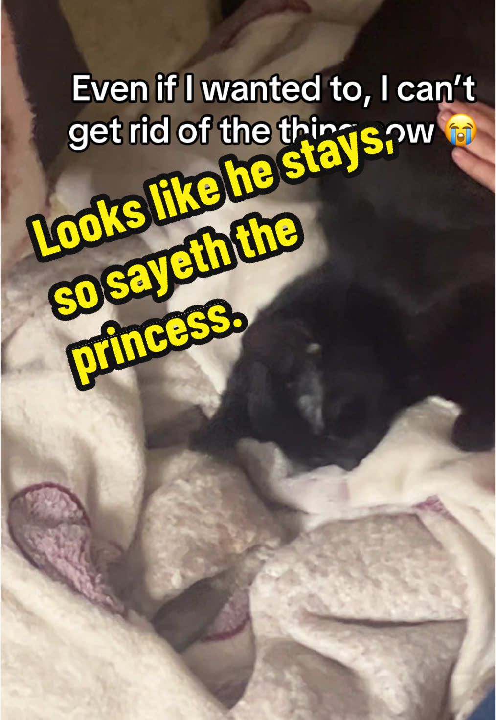 Replying to @SpookyQueeniiie♡• she has a lifelong friend. #kitten #stray #blackcat #Love #sweet #noname #adorable #daughter 