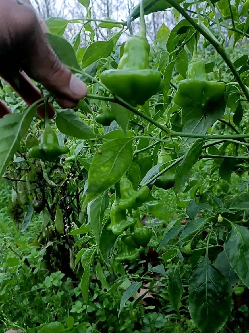 #agriculture #portugal🇵🇹 #brazil🇧🇷 #pimenta #pimentadecheiro 