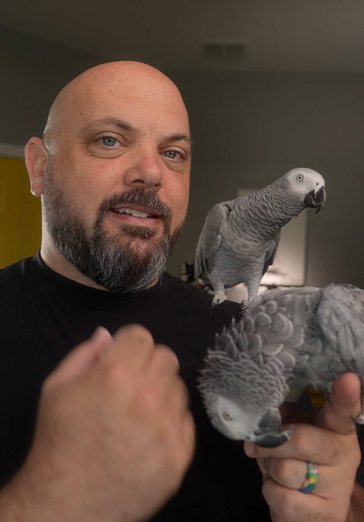 Replying to @Heathershara African Greys, Checking in… #parrot #africangrey #pets 