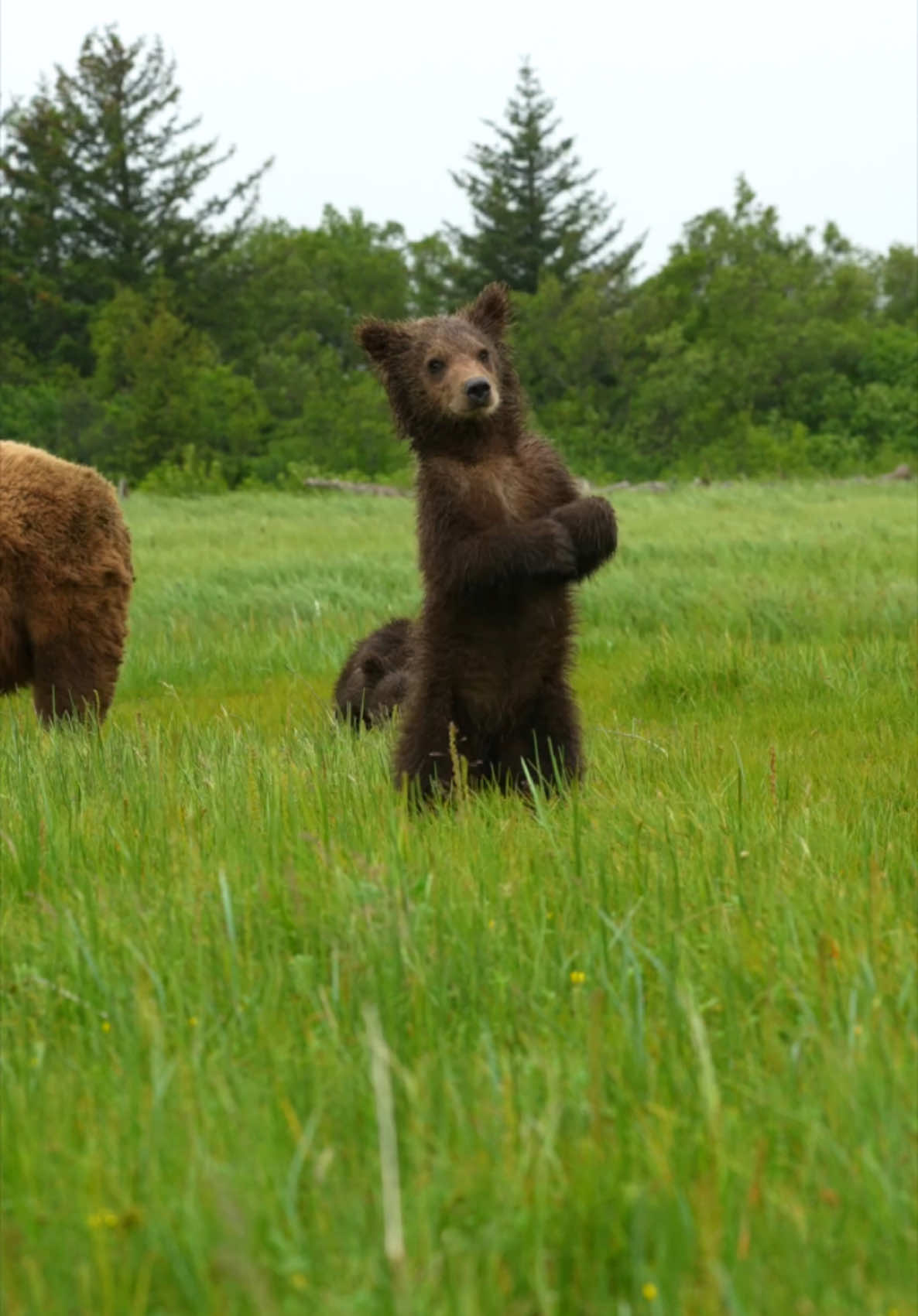 Alaska Grizzlie Cubs in their natural habitat! I was about 3 yards from these cuties in Katmai NP this past Summer 😍