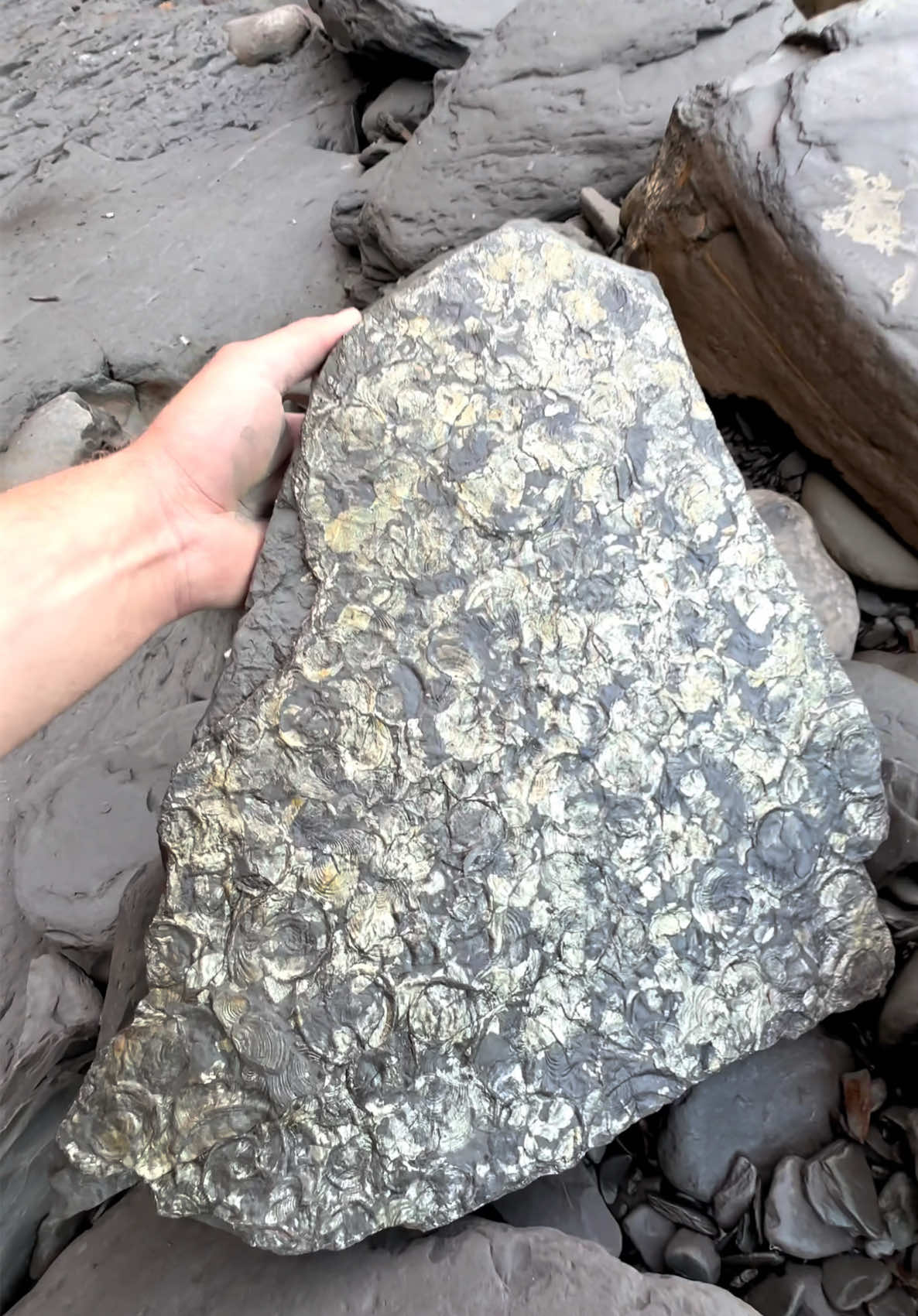 We found a shale slab with Fools Gold on the surface! The fossil shells wete completely covered in Iron Pyrite! 🪨 The quality of the specimen was absolutely surreal 😍 What an awesome find! 🌅🏝 Thanks for supporting our page! 🐊 #natural #nature #fossil #fossils #ancient #animals #art #ammonite #ammonites #dinosaur #scientist  #minerals #paleontology #whitby #geologist #dorset #geology #charmouth #jurassic #yorkshire