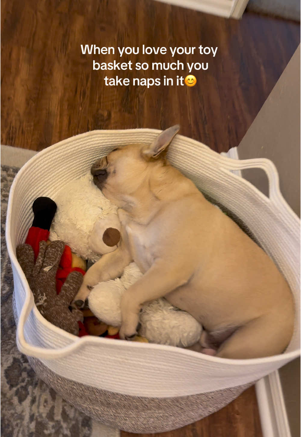 May be the cutest thing I've ever done😊❤️ #frenchie #frenchbulldog #dogsoftiktok #dogtok #dogmom #cute #adorablepets #cutedog