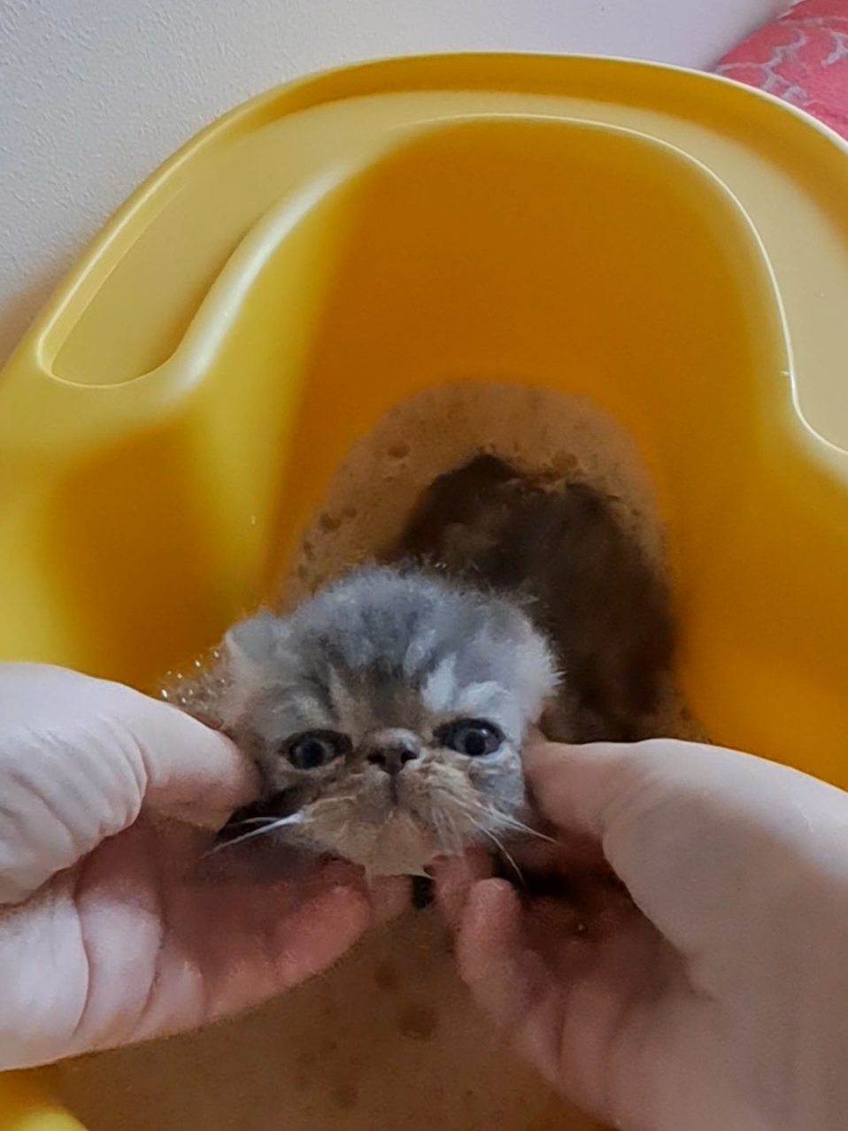 🐱 🛁 💦 #bathtime #cutekitty #relaxbath #exoticshorthair #exoticshorthairkitten