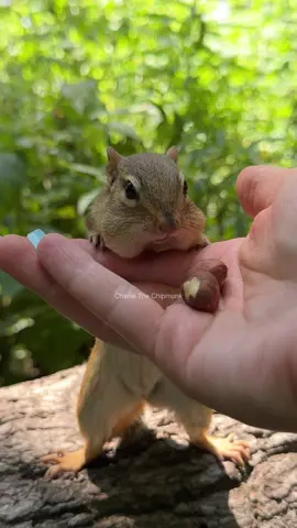 GO when I say… QUICK  #funny #comedy #humor #cute #chipmunk #charlie #fast #skills #pause #wildlife #nature #wait #goviral #animals #fyp #foryou #foru