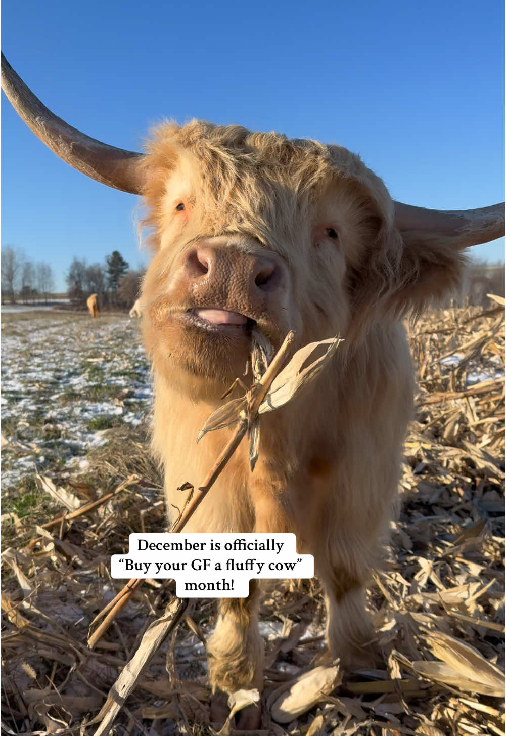 you just can’t go wrong #foryourpage #fypageシ #viralvideo #highlandcow #cowsoftiktok #animalsoftiktok #Relationship #girlfriend #giftideas #christmas #PetsOfTikTok #animallover #cutenessoverloaded