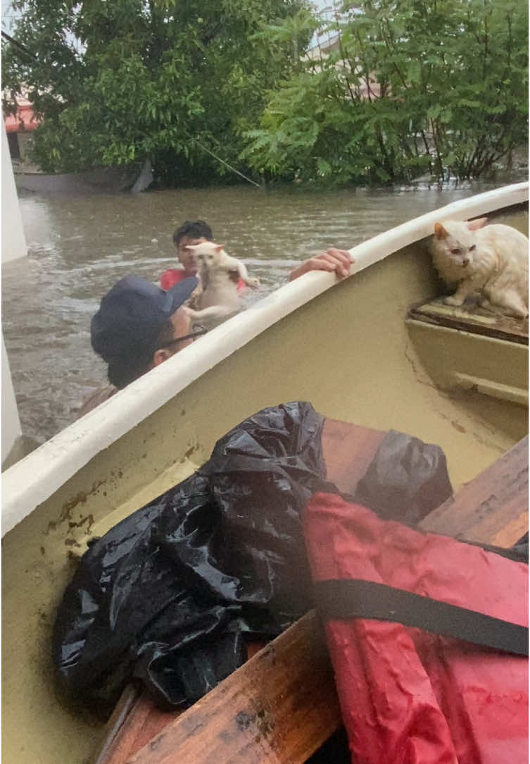 Kucing terperangkap dlm banjir2024 #kelantan #banjirkelantan 