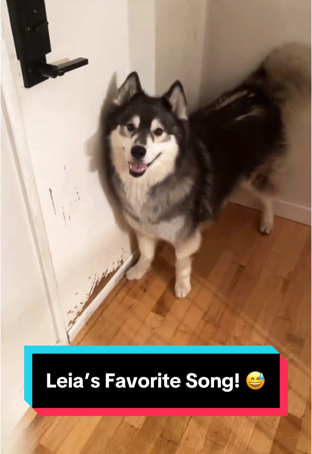 Wrong notes. Wrong key. Right dog. 🐺🦆😅 #siberianderpskies #siberianhuskies #siberianhusky #huskiesoftiktok #husky #dogsoftiktok #huskies #ducktales #ducktalesthemesong 