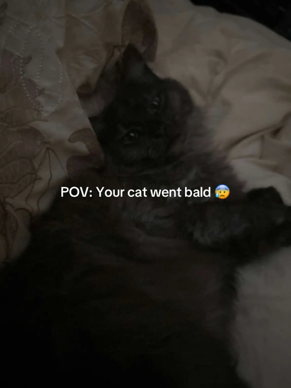 #cat #catsoftiktok #balding #fyp 