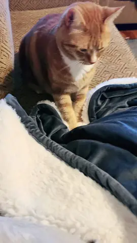 Shift at the biscuit factory #makingbiscuits #catsoftiktok 