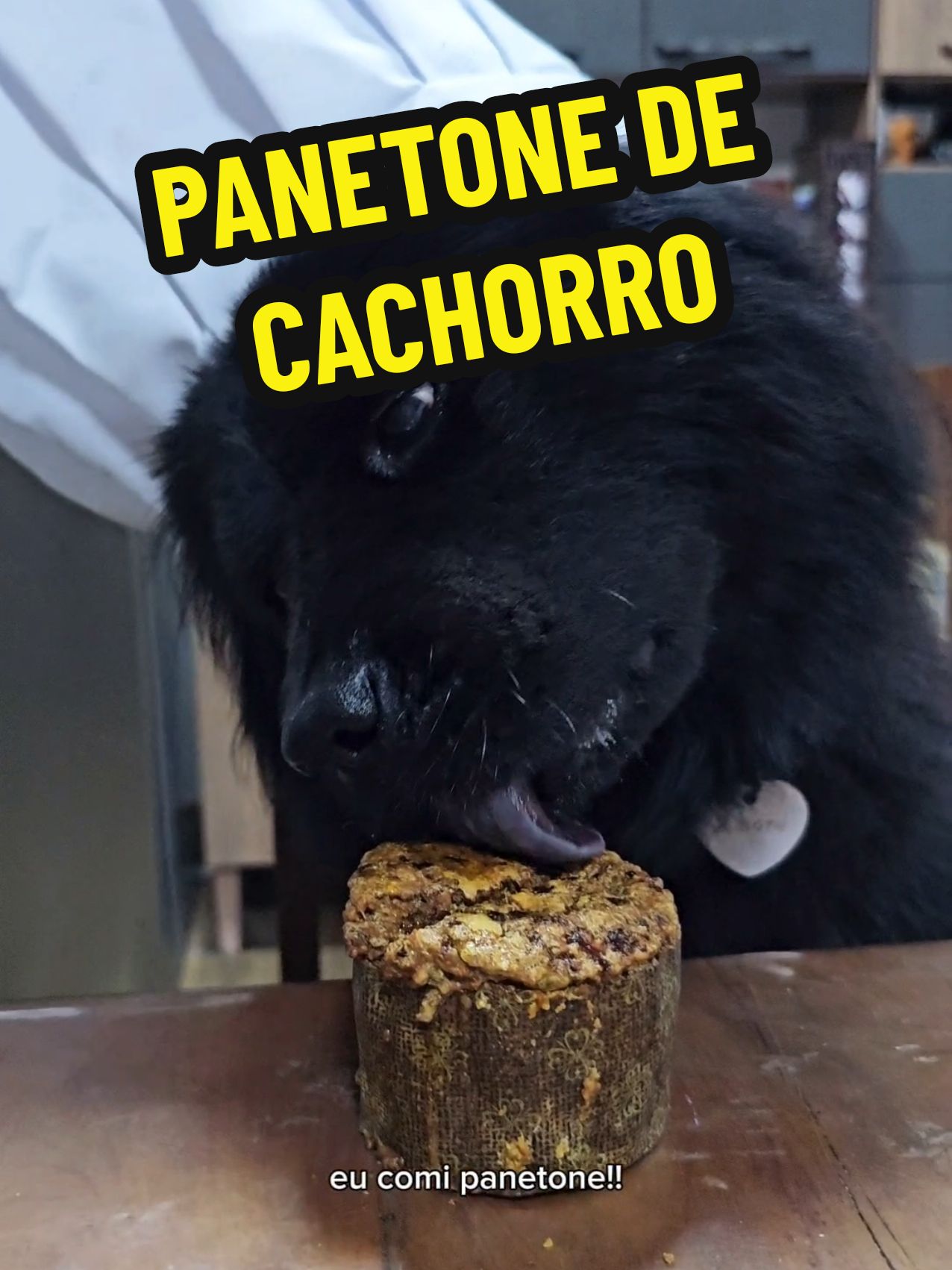 Amorinha comeu panetone e agora? #receita #dog #dogsoftiktok #natal 