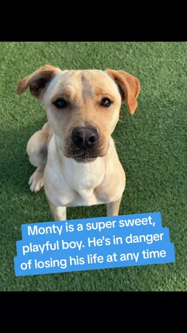 name Monty.  #A627083 . 4B14. kenneled with wonton.  easy to leash.  wasn't reactive walking past kennels.  knows how to walk well on a leash.  seems potty trained.  medium energy level. a somewhat active lifestyle would be ideal for this boy.  can be a little rambunctious/jumpy at times.  knows sit.  knows paw.  knows how to take treats nicely at times.  he's treat motivated and eager to learn new tricks.  loves to engage and goof around with hes human.  patient when waiting for a treat.  has a happy and playful personality.  would make a great running partner.  IF YOU WOULD LIKE MORE INFORMATION ON MONTY OR WOULD LIKE TO APPLY TO ADOPT OR FOSTER PLEASE GO TO @Rescue Dog Army TO FILL OUT AN APPLICATION IN BIO.  OUT OF STATE ADOPTION IS POSSIBLE.   MONTY IS LOCATED AT HARRIS COUNTY PET'S IN HOUSTON TX.  #adopt #foster #rescue 