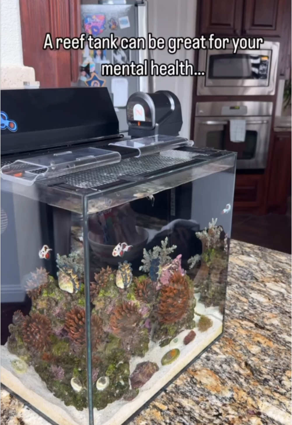 Do yourself a favor and join the hobby… #saltwateraquarium