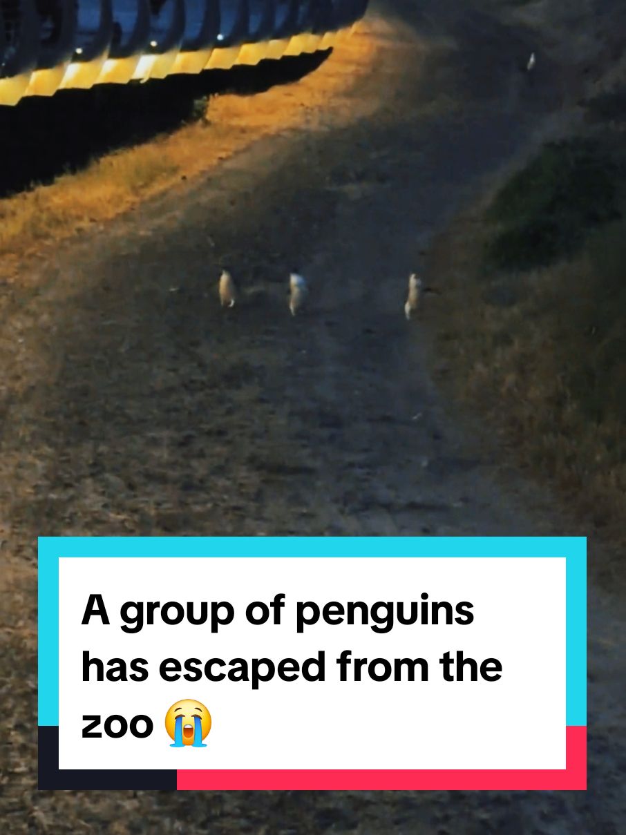 A group of penguins has escaped from the zoo 😭 #penguins #escaped 