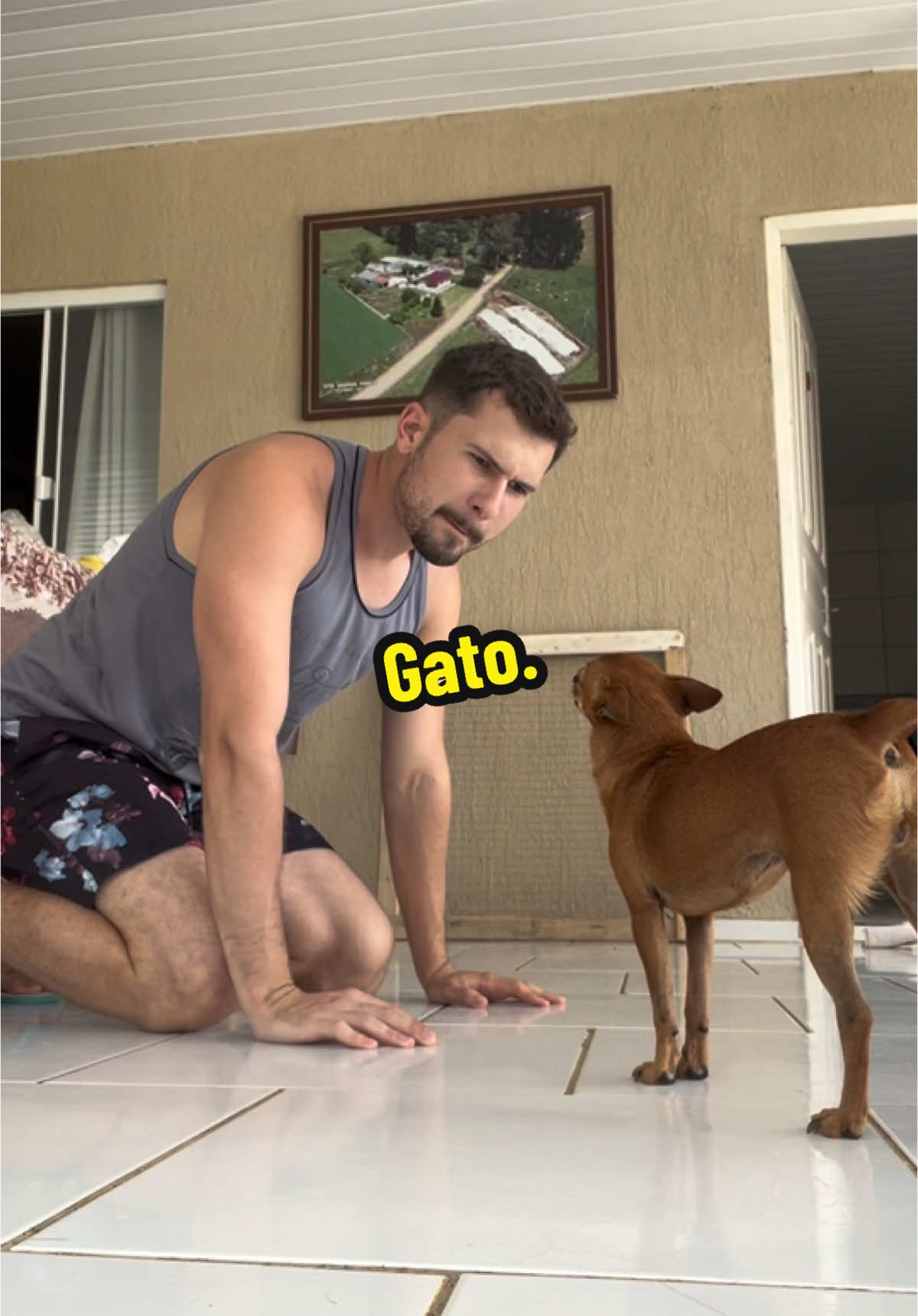 Eu se discutisse com um gato: