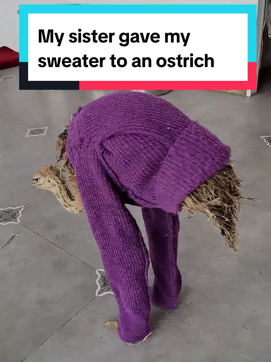 My sister gave my sweater to an ostrich 😭 💀 #ostrich 